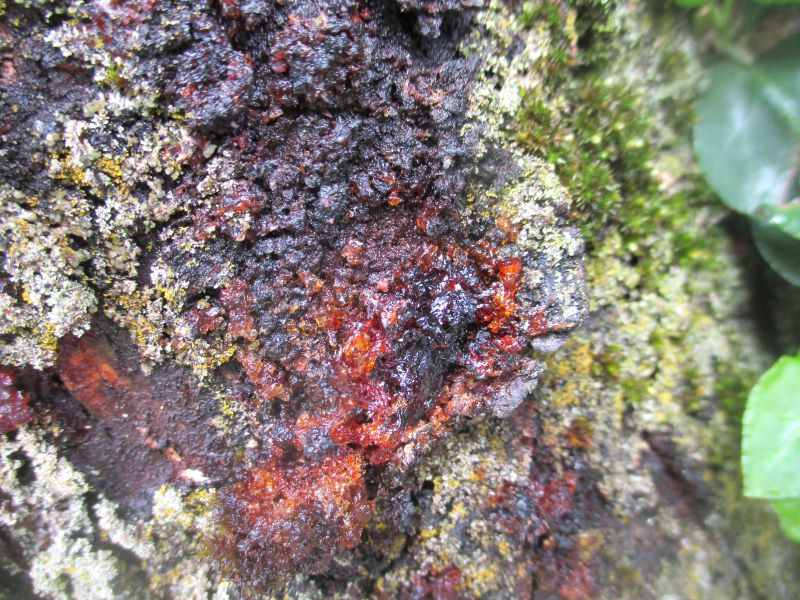 Black Knot galls causing a colorful, liquid-sticky ooze to emerge