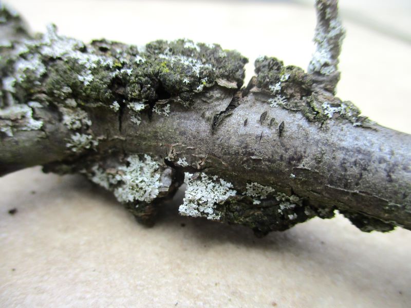 Black Knot & mycoparasitic fungus (Trichothecium roseum) growing on older galls