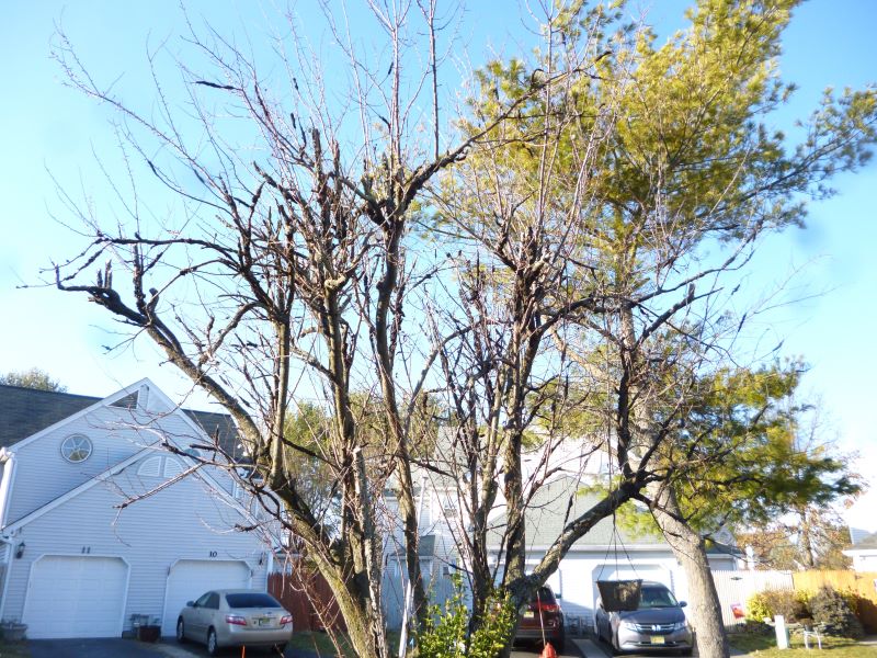 This plum tree was eventually killed by Black Knot after many years of infection.