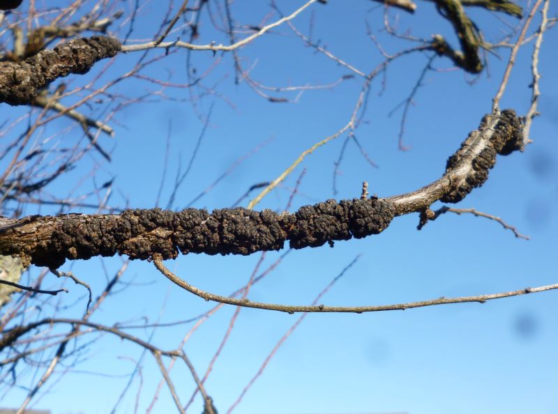 Plum tree branch girdled & killed by Black Knot Disease infection.