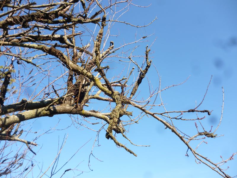 Black Knot symptoms during winter season.