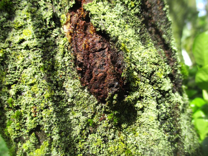 Second year Black Knot gall growths will have olive-green or reddish-brown colorations.