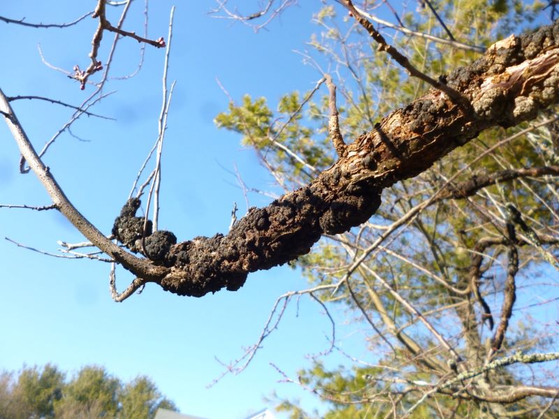 Black Knot galls after multiple years of new infection growth can reach a foot in length.