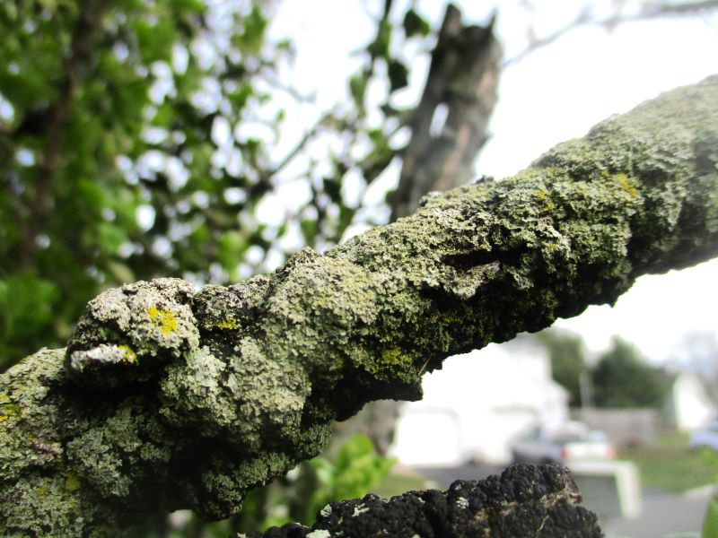 Three year old Black Knot galls can begin to release spores.