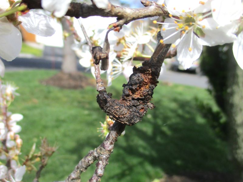 Black Knot gall causing twisted & distorted branch