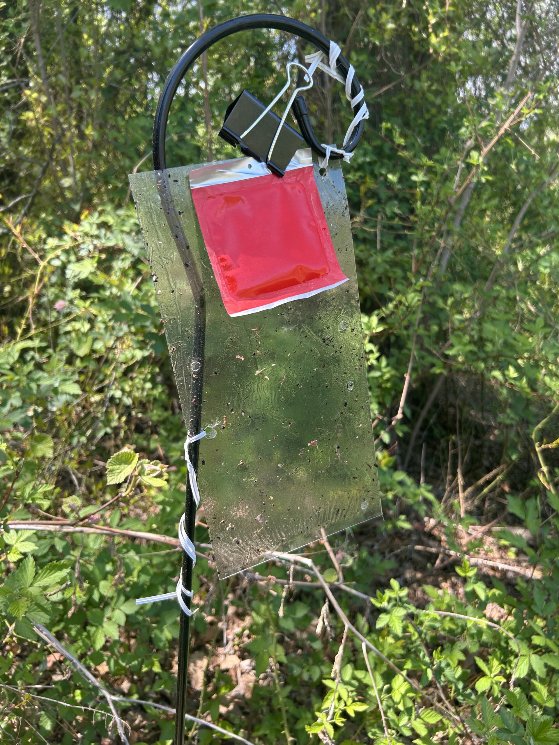 Tree Fruit IPM Report April 29, 2025 — Plant & Pest Advisory