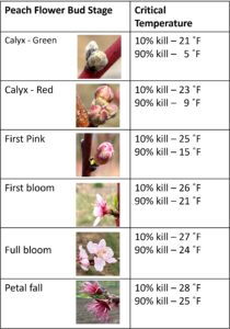 Peach bud development stages and corresponding critical temperatures. Adapted from MSU Fruit Extension. Photos by H. Gohil.
