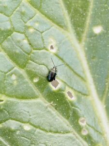 A shiny black beetle with straight antennae stands on a leaf surrounded by circular feeding holes.