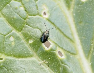 A shiny black beetle with straight antennae stands on a leaf surrounded by circular feeding holes.