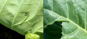 Two picture, the picture on the left shows a smooth caterpillar that tapers at both ends. The picture on the right shows a caterpillar that is fuzzy all over and does not taper at either end.