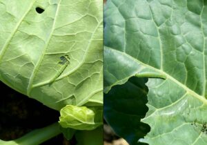 Two picture, the picture on the left shows a smooth caterpillar that tapers at both ends. The picture on the right shows a caterpillar that is fuzzy all over and does not taper at either end.