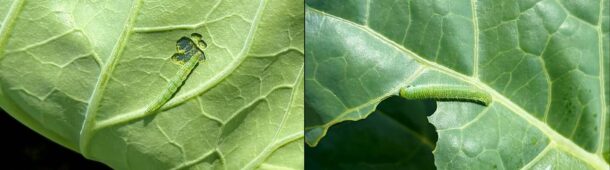Two picture, the picture on the left shows a smooth caterpillar that tapers at both ends. The picture on the right shows a caterpillar that is fuzzy all over and does not taper at either end.