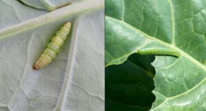 Left: Smooth caterpillar, tapered at each end. Right: fuzzy caterpillar. Both are on brassica leaves.