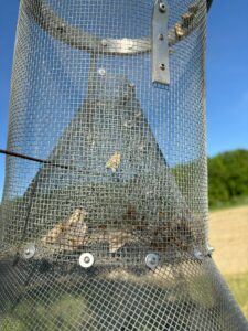 Several moths are captured in the top of a wire mesh Texas Hartstack trap