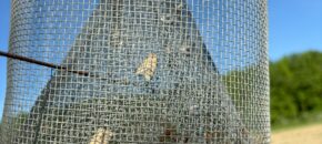 Several moths are captured in the top of a wire mesh Texas Hartstack trap