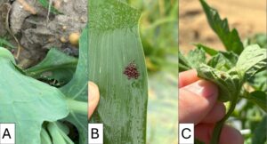 Picture A shows the underside of a cabbage leaf with a group of oval shaped lacewing eggs on stalks. Picture B shows a cluster of small red spined soldier bug nymphs on a corn leaf next to the empty eggs they recently hatched from. Picture C shows a bronze-colored aphid mummy on a tomato leaf.