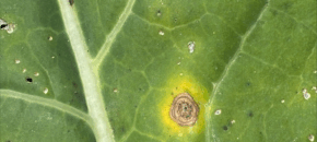 Alternaria on broccoli