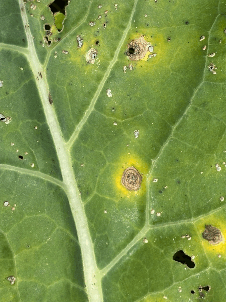 Alternaria on broccoli