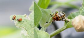 On the left there are two orange beetle larvae on an eggplant leaf. On the right there is a large beetle with black and white striped wing covers and an orange head and abdomen, also on an eggplant leaf.