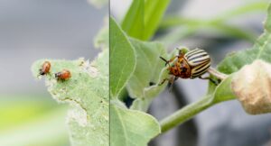 On the left there are two orange beetle larvae on an eggplant leaf. On the right there is a large beetle with black and white striped wing covers and an orange head and abdomen, also on an eggplant leaf.