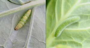 Two caterpillars on brassica leaves. Diamondback moth caterpillar on the left is smooth and tapered at each end. Imported cabbageworm on the right is fuzzy.