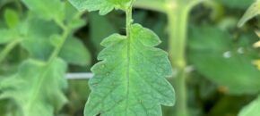 6 tiny light-colored thrips on a tomato leaf.