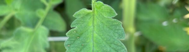6 tiny light-colored thrips on a tomato leaf.