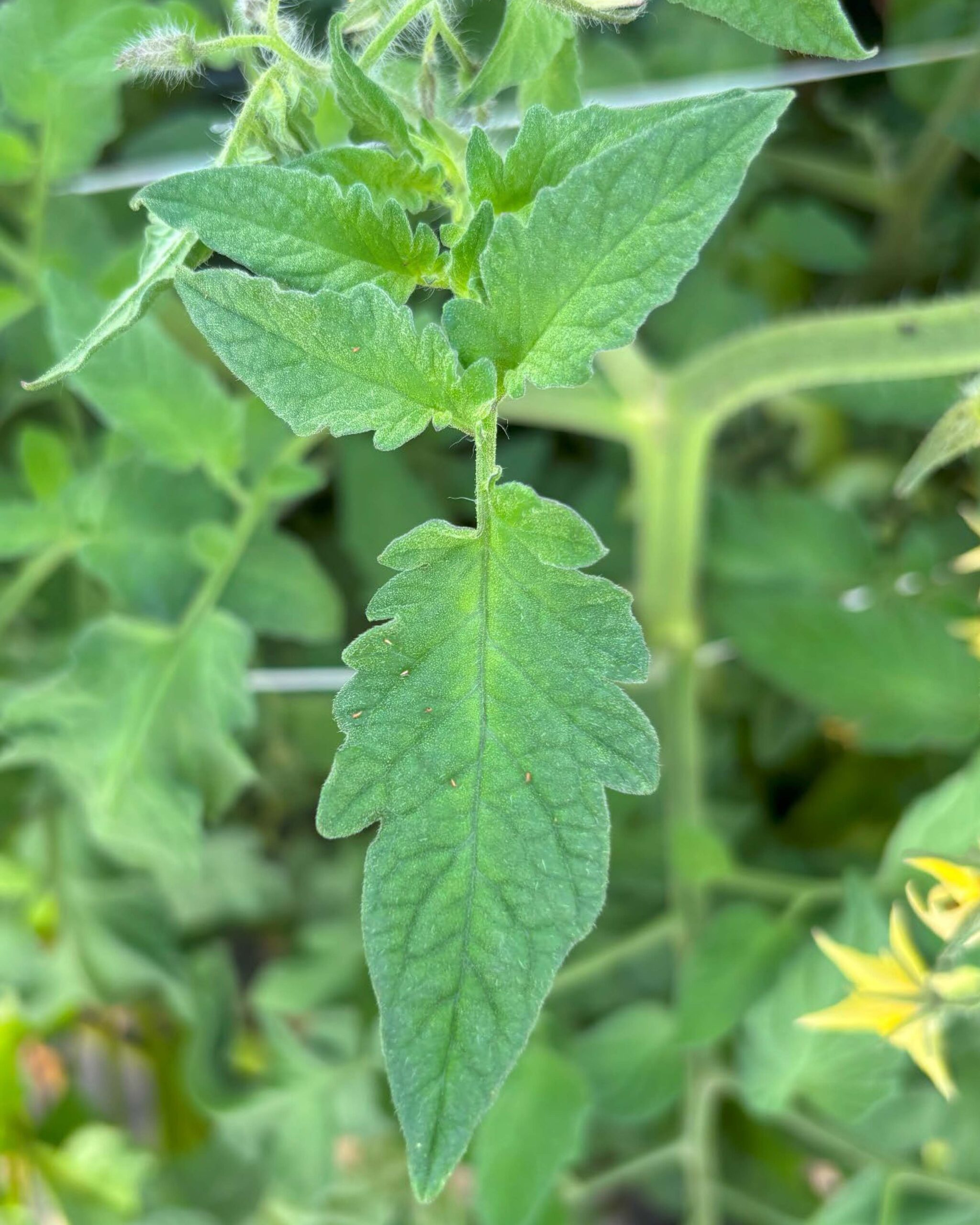 6 tiny light-colored thrips on a tomato leaf.