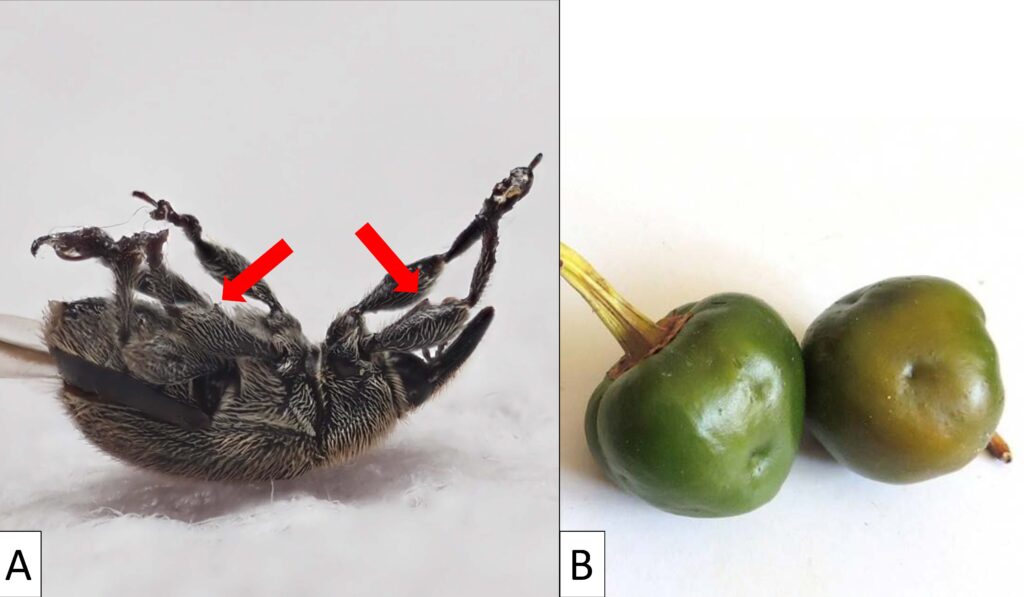 On the left, a pepper weevil lies on its back, with two red arrows indicating the spines on the undersides of its legs. On the right, two small green pepper fruit have dimples in the surface.