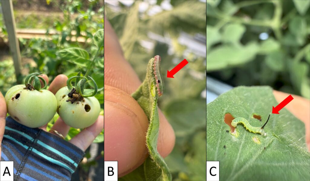 3 pictures: The picture on the left shows two green tomatoes with circular dark holes and frass. The center picture shows a small striped caterpillar with a black spot above its set of true legs on the edge of a tomato leaf. The picture on the right shows a small green caterpillar with a black spine on its posterior end feeding on a tomato leaf.