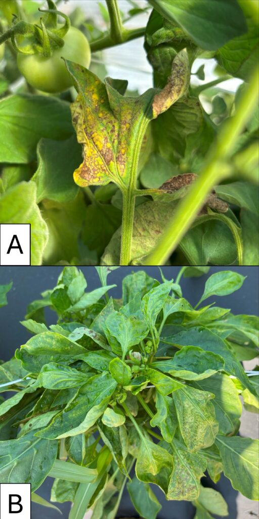 Top picture shows curled tomato leaf with brown circles covering it. The bottom picture shows a pepper plant with distorted, slightly cupped leaves, and yellow markings, including circles, on many leaves.