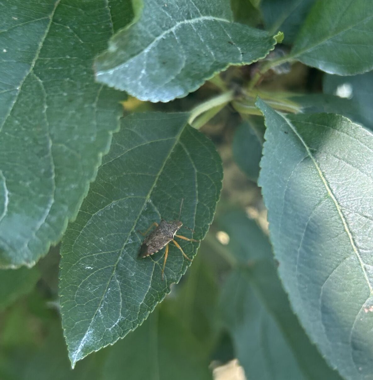 Apple Bug Insect Fruit IPM Report July 14, 2025 — Plant & Pest Advisory