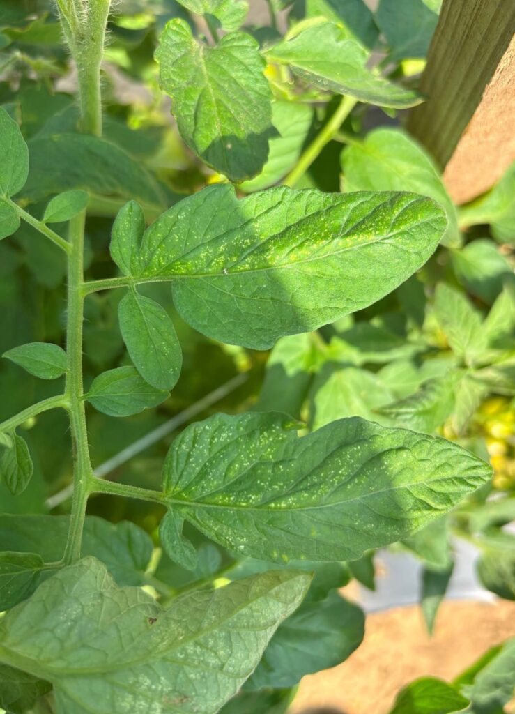 Tomato leaves with tiny yellow or white dots on visible on the top surface of the leaf.
