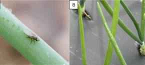 An allium leafminer adult (A) and oviposition scars (B). Photos by Maria Cramer and Amanda Quadrel