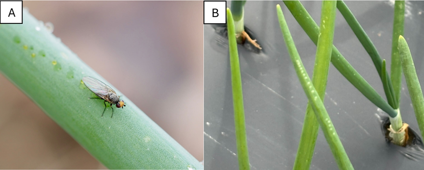The picture on the left shows a small fly with a yellow head leaving a row of oviposition scars in a scallion leaf as it lays eggs. The picture on the right shows alliums planted on black plastic, with some of the leaves showing rows of pale, triangle-shaped oviposition scars. 
