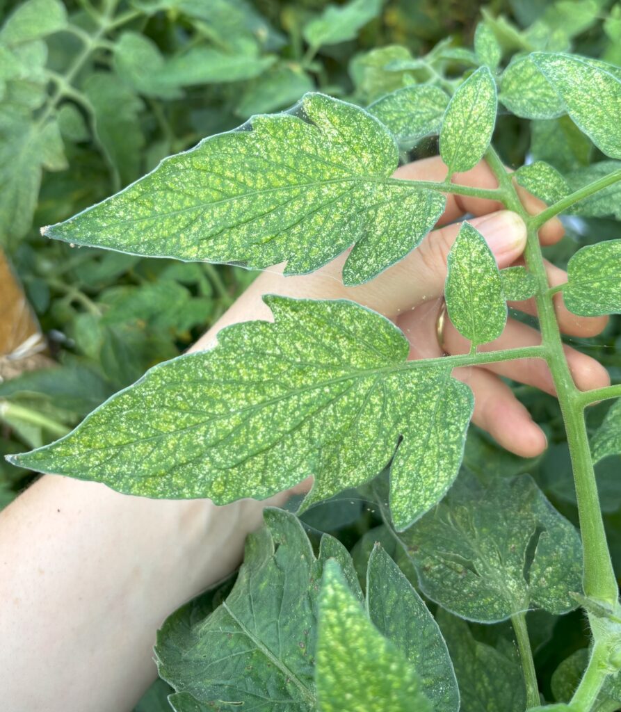Tomato leaves that are covered in yellow colored stippling and webbing being held up for the camera.