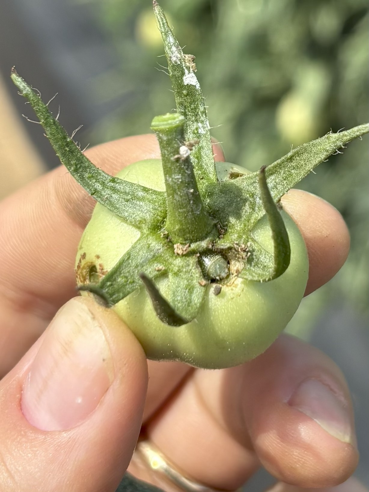 Tomato fruitworm head visible emerging from a hole in a small green tomato.