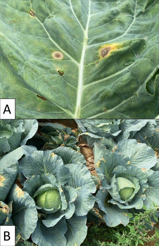 Top picture shows a brassica leaf with two large bulls-eye brown spots on either side of the mid rib. Bottom picture shows two cabbage plants where outer leaves have triangle shaped brown lesions radiating out to the leaf edge.