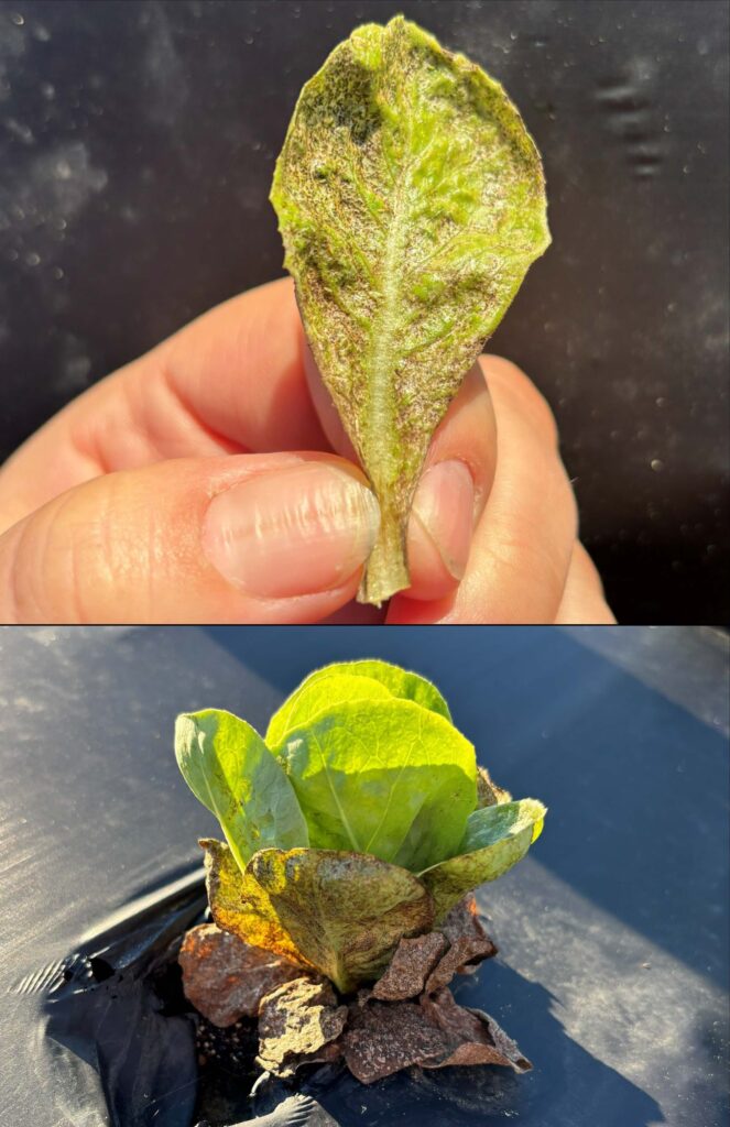 Top picture shows close up on a single leaf which is covered with stippling damage. Bottom picture shows whole plant with browned drying up bottom leaves.