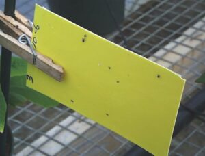 A yellow rectangular sticky card held to a stake with a clothespin has caught several small insects.