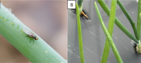 An Allium leafminer adult (A) and the characteristic oviposition scars left behind after females lay eggs (B)