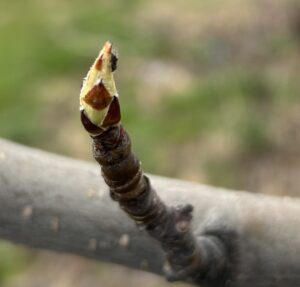 Adult pear psylla laying eggs.