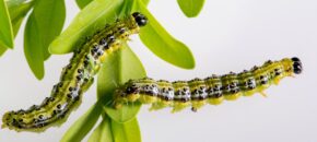 Box tree moth caterpillars. Photo credit: USDA.