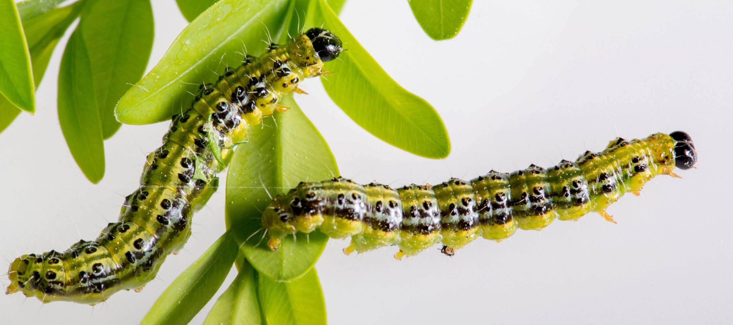 Box tree moth caterpillars. Photo credit: USDA.