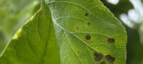 Frogeye leaf spot on apple.