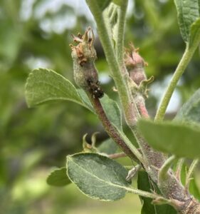 Plum curculio feeding in apple fruitlets.