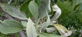 Powdery mildew developing on leaves in apple. Photo by Sophia Solewater.
