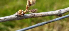 Figure 1. The frost-killed young shoot (right) of Chambourcin and a new bud developing from the secondary bud (left).
