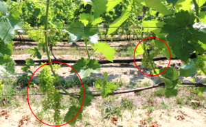Figure 2. Vidal Blanc, a shoot from the primary bud, had a typical cluster; on the same cordon, a shoot from the secondary bud had a smaller cluster.
