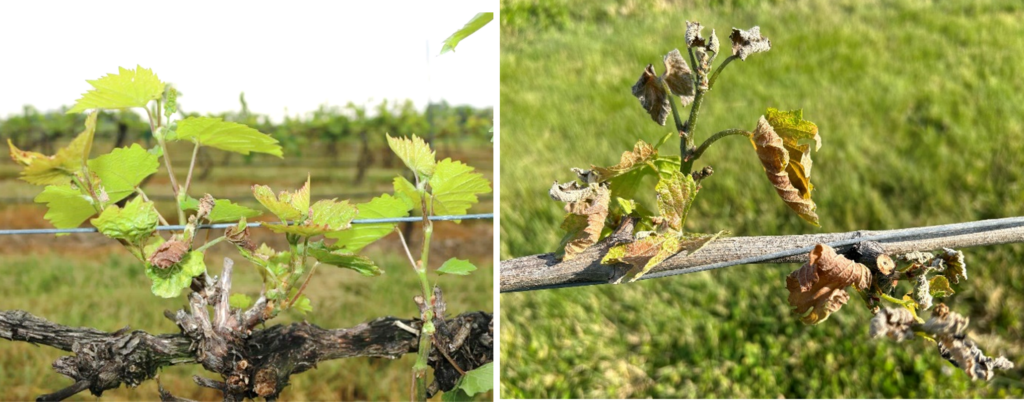 Figure 3. Epical meristem is actively growing (left) in Marquette and completely frost-damaged in Chardonnay (Right) 
